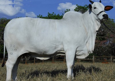 4 - LUX 3929 - LUX OSANE FIV