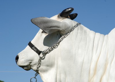 DETALHE DE CABEÇA