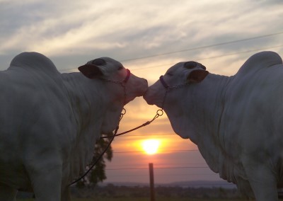 POR DO SOL FOTO 03